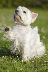 West Highland White Terrier gibt Pftchen