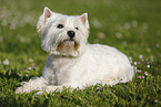 liegender West Highland White Terrier