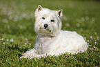 liegender West Highland White Terrier