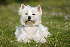 liegender West Highland White Terrier