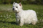 stehender West Highland White Terrier