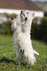 West Highland White Terrier macht Mnnchen