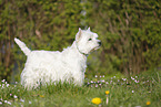 stehender West Highland White Terrier