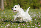 rennender West Highland White Terrier