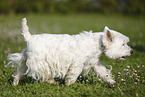 rennender West Highland White Terrier