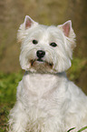 West Highland White Terrier Portrait