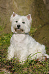 sitzender West Highland White Terrier