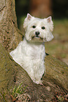 stehender West Highland White Terrier