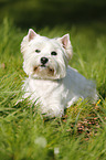 liegender West Highland White Terrier