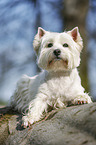 liegender West Highland White Terrier