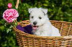 West Highland White Terrier Welpe