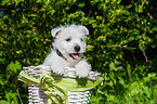 West Highland White Terrier Welpe