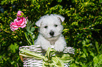 West Highland White Terrier Welpe