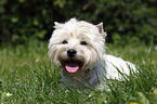 liegender West Highland White Terrier