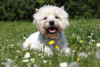 liegender West Highland White Terrier