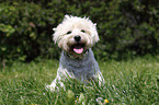 sitzender West Highland White Terrier