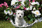 West Highland White Terrier Welpe