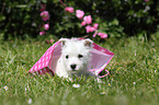 West Highland White Terrier Welpe