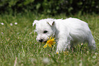 West Highland White Terrier Welpe