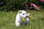 West Highland White Terrier Welpe