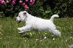 West Highland White Terrier Welpe