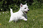 West Highland White Terrier Welpe