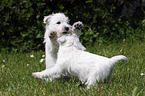 West Highland White Terrier Welpe