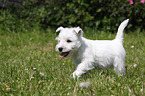 West Highland White Terrier Welpe