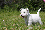 West Highland White Terrier Welpe