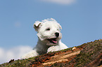 West Highland White Terrier Welpe