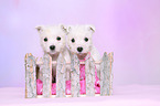 2 West Highland White Terrier Welpen