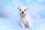 West Highland White Terrier Welpe