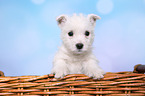 West Highland White Terrier Welpe