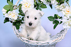 West Highland White Terrier Welpe