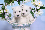 2 West Highland White Terrier Welpen