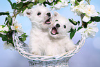 2 West Highland White Terrier Welpen