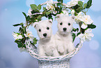 2 West Highland White Terrier Welpen