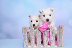 2 West Highland White Terrier Welpen