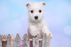 West Highland White Terrier Welpe