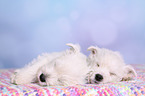 2 West Highland White Terrier Welpen