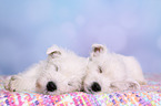 2 West Highland White Terrier Welpen