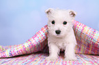 West Highland White Terrier Welpe