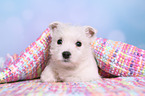 West Highland White Terrier Welpe