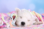 West Highland White Terrier Welpe