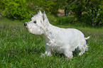 West Highland White Terrier