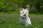 West Highland White Terrier