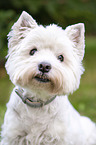 West Highland White Terrier Portrait