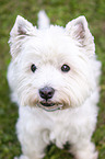 West Highland White Terrier Portrait