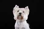 West Highland White Terrier Portrait