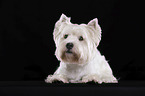 liegender West Highland White Terrier